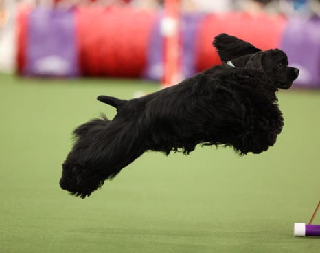 Black cocker jumping at Agility trial