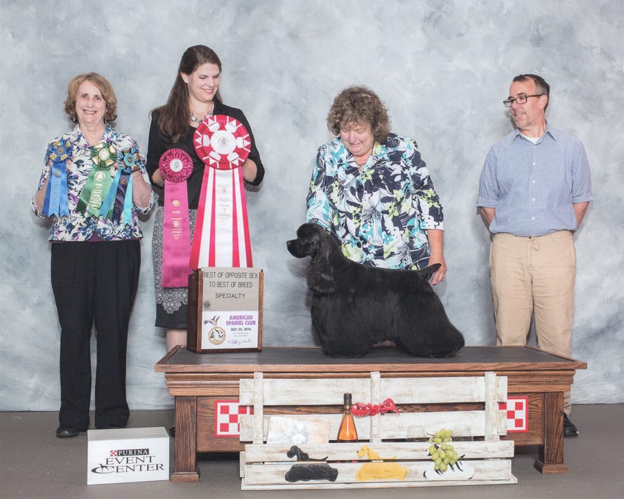 Cocker wins at Regional Specialty dog show