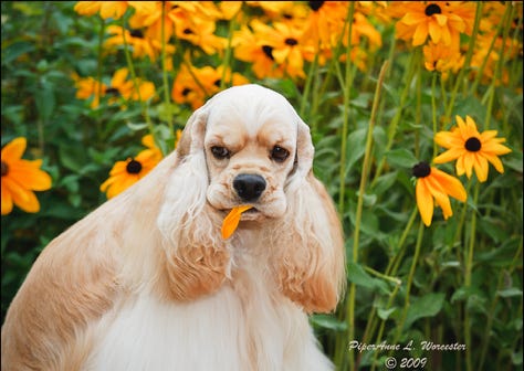 Cocker with flower in mouth