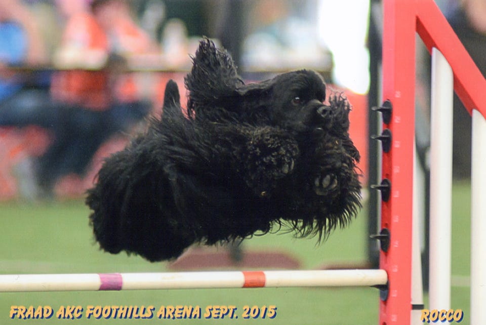 cocker jumping in agility