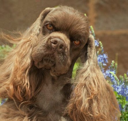 Brown cocker spaniel with quizical look