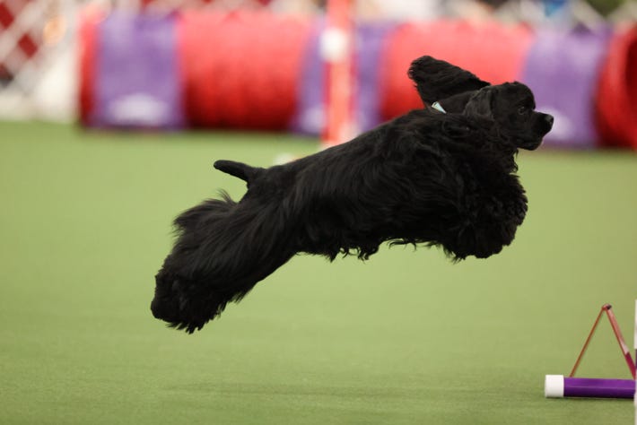 cocker at agility trial