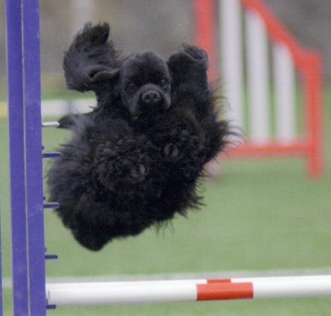 cocker jumping in agility