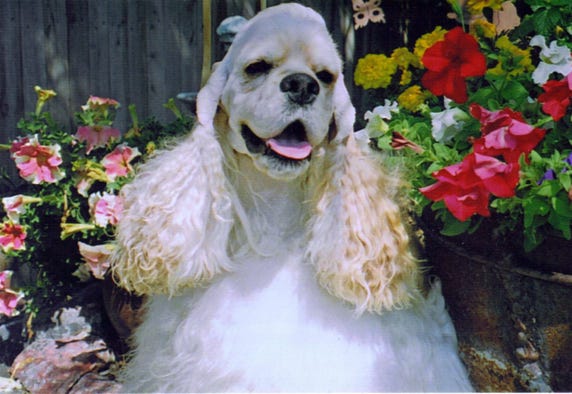 Buff cocker spaniel oin flowers