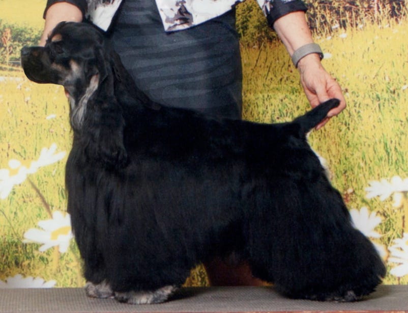 B/T Cocker Spaniel