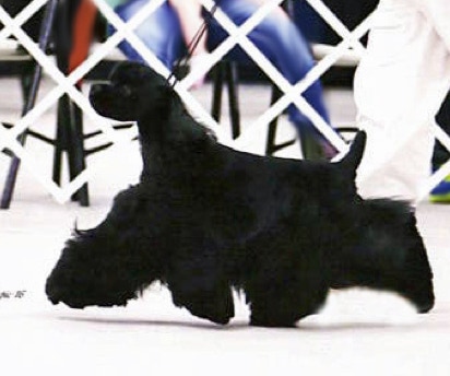 Black Cocker Spaniel