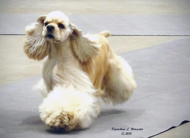 buff cocker at dog show