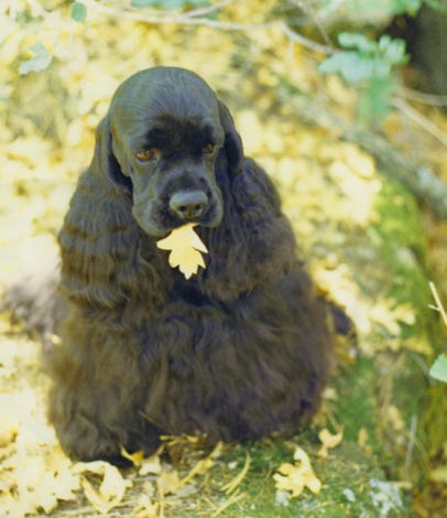 cocker with leaf in mouth