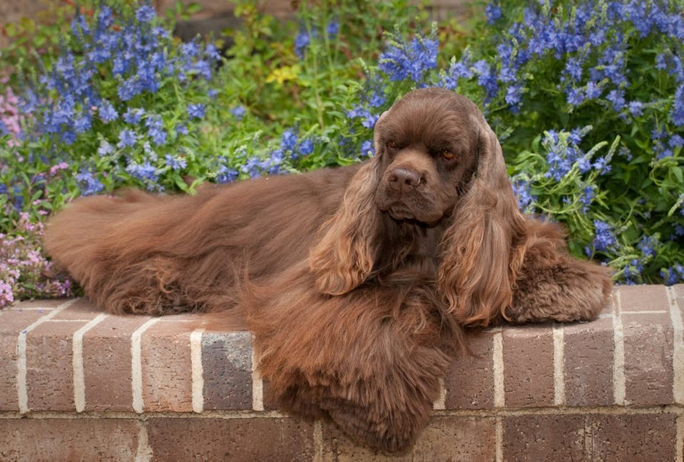 Brown cocker basking in sun