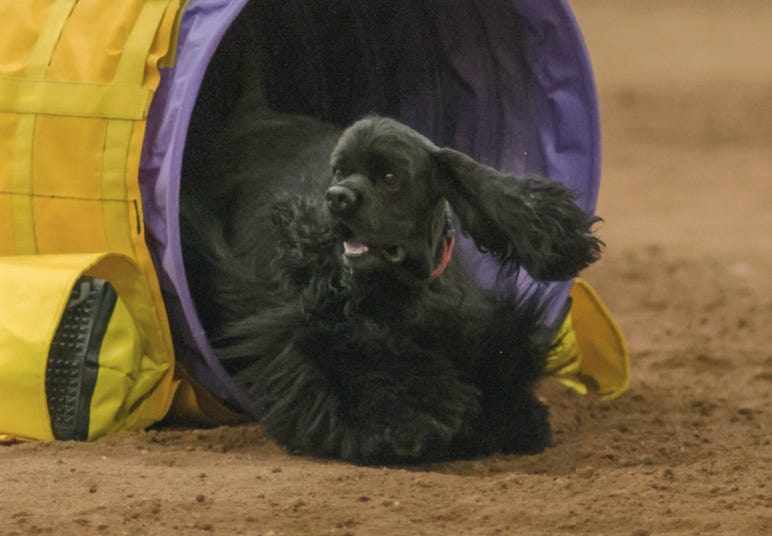 cocker in Agility tunnel